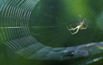 Spider II